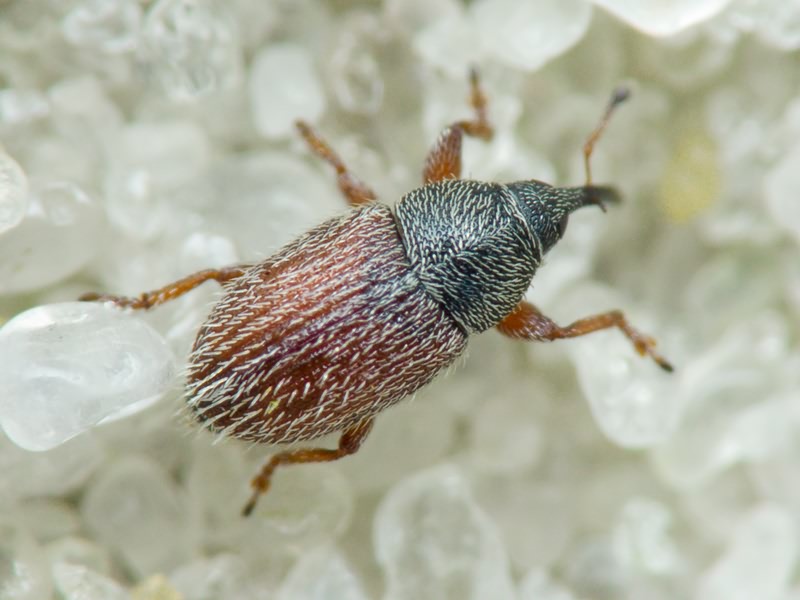 Mecinus pascuorum (Gyllenhal, 1813)